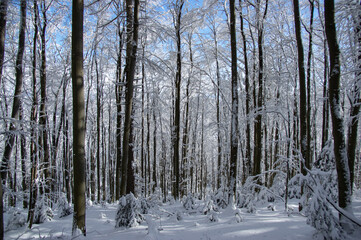 Trees covered with snow in the winter forest