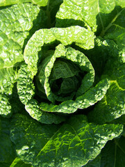 close up Chinese cabbage head