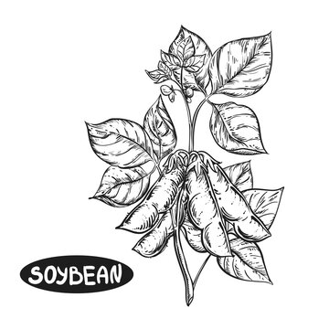 Soya Bean Food Pod Sketch Hand Drawn Graphic by pikepicture · Creative  Fabrica