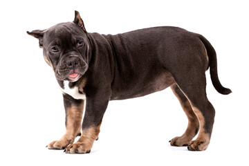 A puppy of the American Bully breed of the tricolor color. A newly created companion dog breed in the United States.