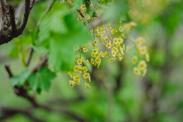 Green natural background. Ribes nigrum in garden in early spring on green background close up. Focus on a branch bush with blurry place for text. Blooms currant, soft focus