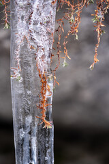 in a icicle frozen lichen in spring