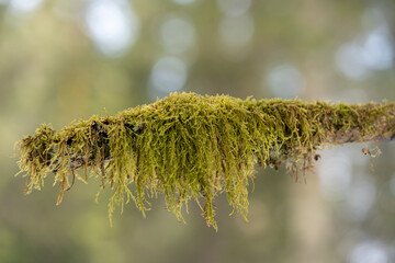 hanging and growing moss on a branch 