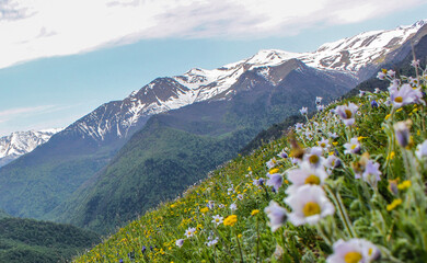 Fototapeta premium Nizhny Arkhyz, Zelenchuksky district, Republic of Karachay-Cherkessia, Russia, 05.18.2019. Flower slopes on the way to the observatory.