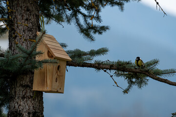 a great tit, parus major, at a wood bird house for nest building