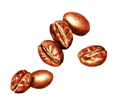 Coffee beans, watercolor 3.2