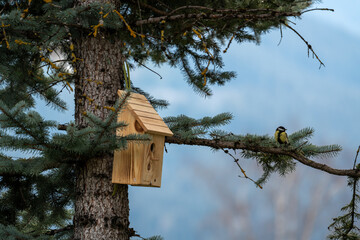 a great tit, parus major, at a wood bird house for nest building