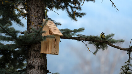 a great tit, parus major, at a wood bird house for nest building