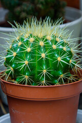 Round Cactus. Cactus is an indoor plant. Close-up of a room cactus.