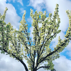 blossoming apple tree