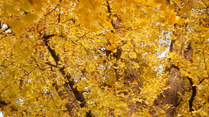 The beautiful autumn landscape with the colorful autumn leaves on the trees in autumn