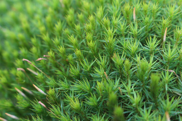 green moss on the stump