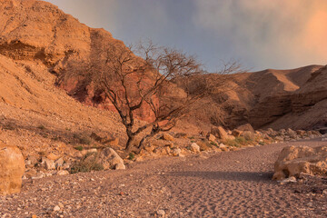 tree in the desert at sunset. Creative concept for travel.