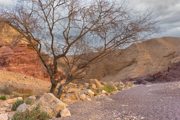 Dry tree standing in the desert at sunset. Creative concept for travel.
