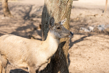 Roe Deer Woodland in the cage