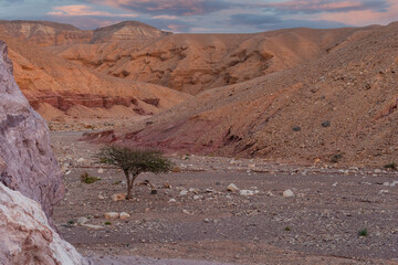 lonely tree standing in the desert at sunset. Creative concept for travel.