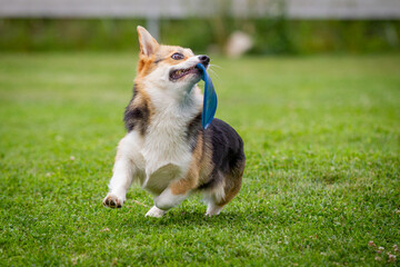 The welsh corgi dog plays with the frisbee in the grass.