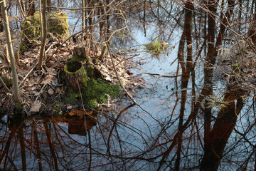 reflection of trees in the water forest