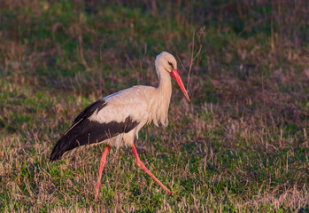 White Stork Ciconia ciconia in meadow, Lithuania - Europe