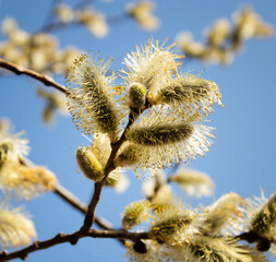 Willow branches with earrings on a blue sky background