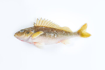 Deep frozen raw perch fish with ice pieces isolated on white background. Perca fluviatilis. Top view, closeup.