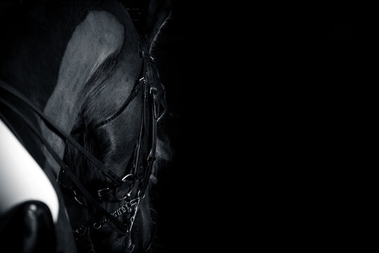 Horse dressage with rider, shot from the back to the front. Close-up of the severed head against a black background..