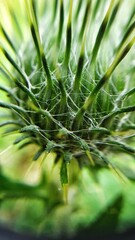 Obraz premium plant macro photography 