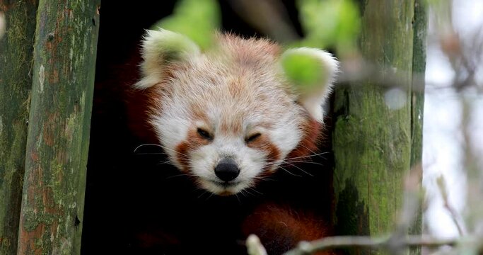 red panda, Ailurus fulgens, close up, displaying behaviour while grooming.