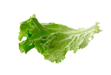 green lettuce leaf isolated on white background