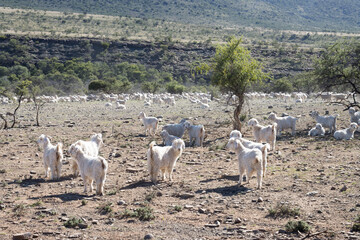 Angora goats in paddock