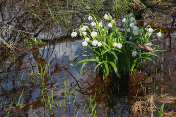 reflection of snowdrops in the water