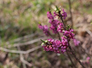 purple flowers on the bush