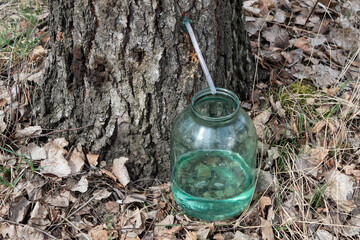 Fototapeta premium Collection of birch sap. 