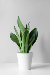 Sansevieria plant in a modern put on a white table against a gray wall. Home plant Sansevieria trifa