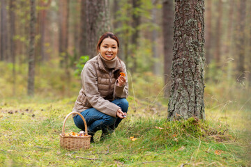 Naklejka na ściany i meble picking season, leisure and people concept - young asian woman with basket and knife cutting chanterelle mushroom in autumn forest