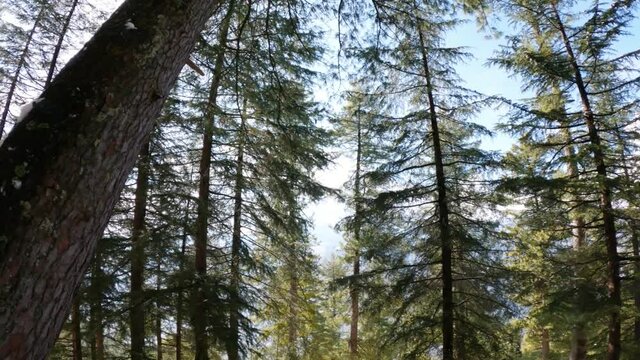 View of the Pine trees at Van Vihar National Park in Manali, Himachal Pradesh, India. Forest background.