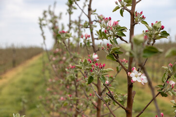 Apple tree Granny smith flower blossoming at spring time, floral background