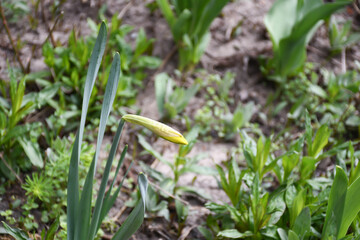 Yellow Daffodil Bud Garden Spring Flowers Garden Fresh Daffodils Spring background with beautiful yellow daffodils.