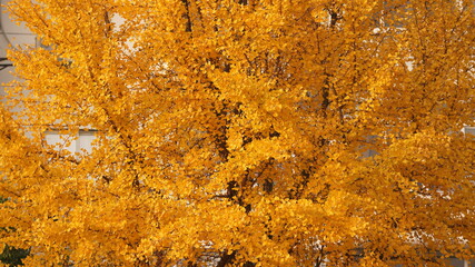 The beautiful autumn view with the colorful autumn leaves on the trees in autumn