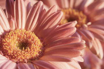 gerbera flower