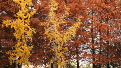 The beautiful autumn view with the colorful autumn leaves on the trees in autumn