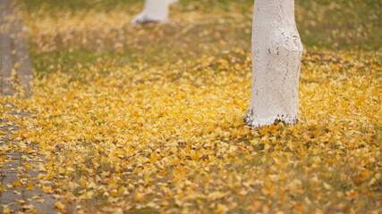 The ground fully covered by the dropped colorful autumn leaves on it in autumn