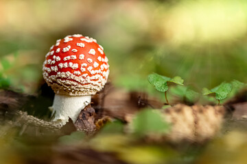 Fly agaric mushroom with red spotted cap in the forest on natural blurred background