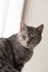 見つめる猫　サバトラ猫