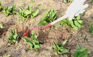 A female hand in a work glove works the soil on the garden bed with a garden tool.