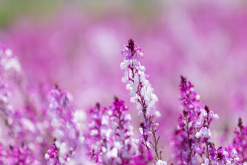 春色　サルビア（ファリナセア）