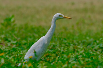 Egret