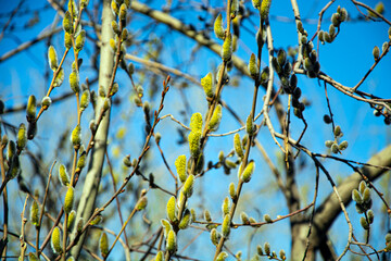 A willow tree blooms against the blue sky.
