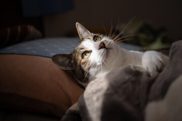 見つめる猫　キジトラ猫