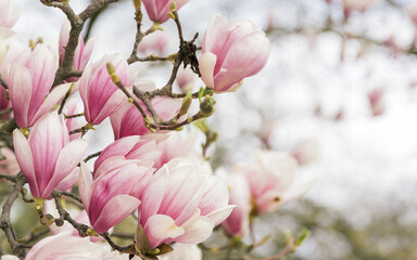 magnolia tree spring blossom